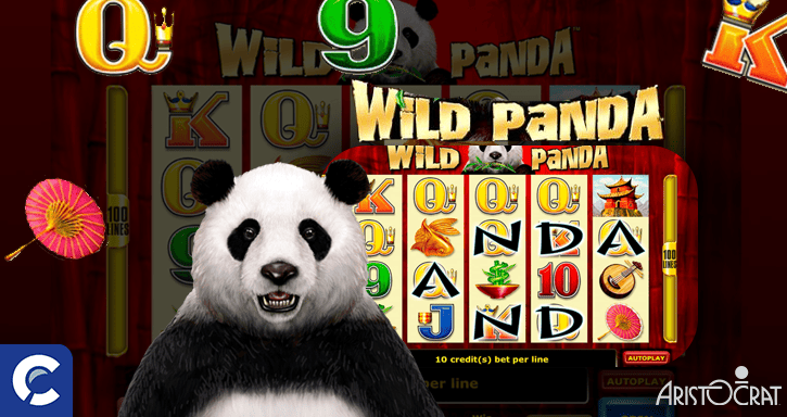 wild panda